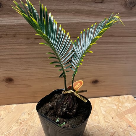DK-6 オススメ ビカクシダ 子株 株分け 観葉植物(DK-6 オススメ DK-6 オススメ ビカクシダ 子株 株分け 観葉植物(DK-6 オススメ