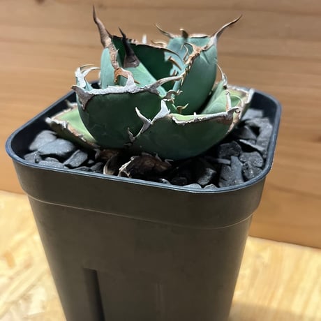 アガベ　チタノタ　柊月