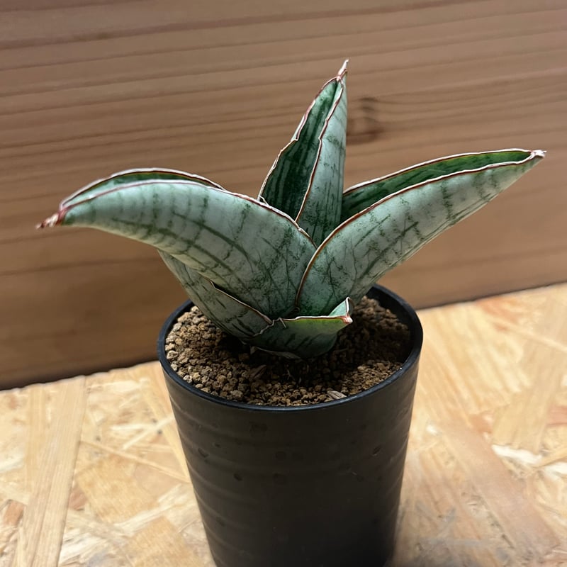 サンスベリア ホビット | GREEN LUCK