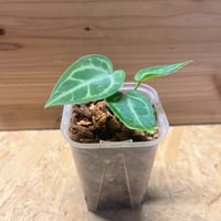 ビカクシダ ウィリンキー シルベリードワーフ スポア | GREEN LUCK