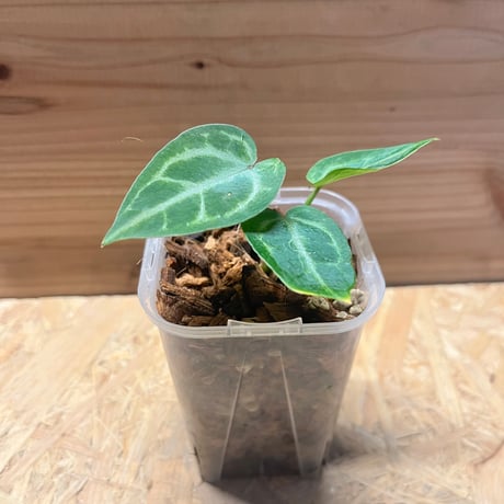 アンスリウム パピリラミナムhyb ミント斑入り【韓国PCF産】正規タグ