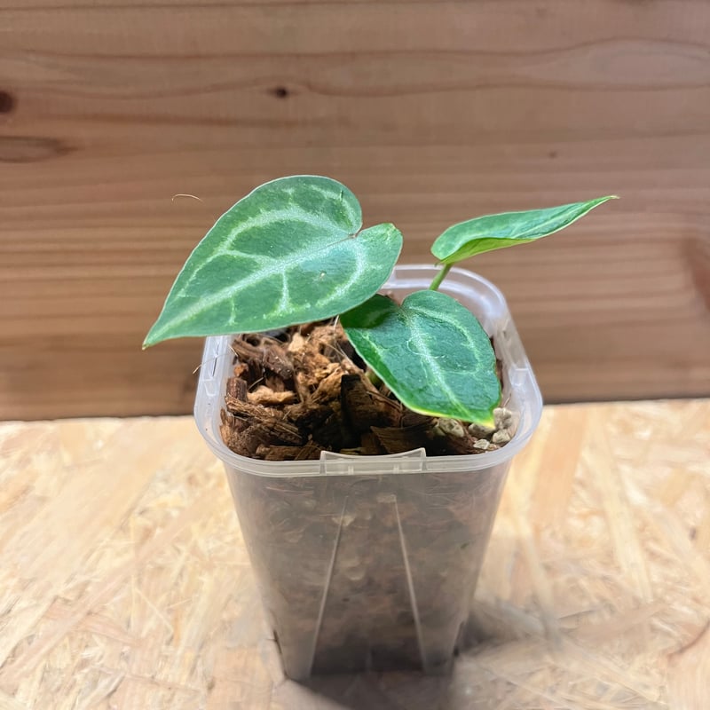 アンスリウム 'エンジェルズドリーム' | GREEN LUCK