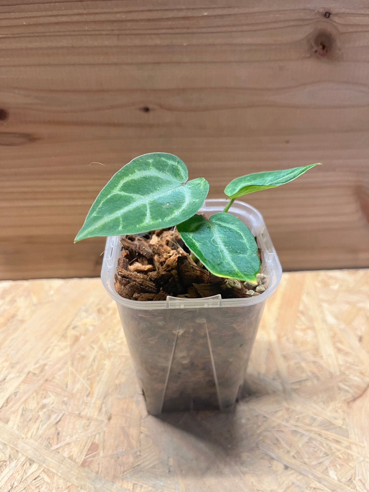 アンスリウム 'エンジェルズドリーム' | GREEN LUCK