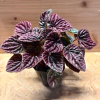 モンステラ デリシオーサ 'プラチナム' | GREEN LUCK