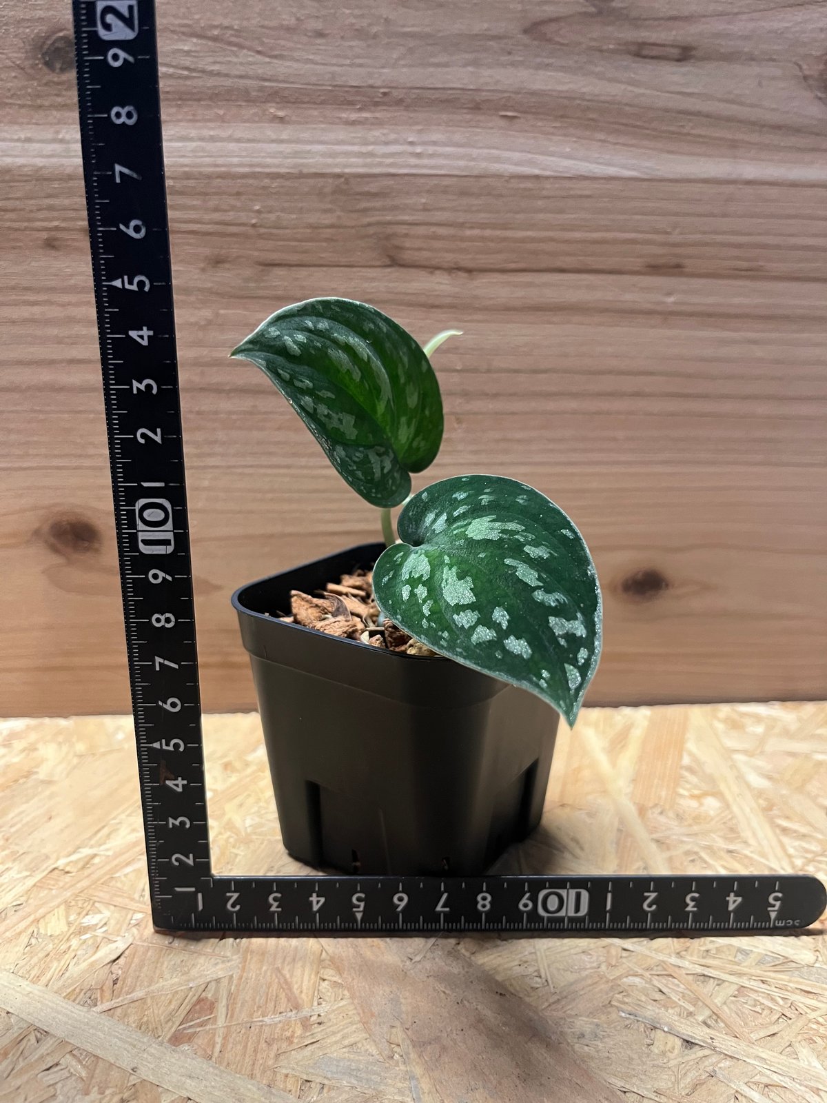 スキンダプサス スーパーブラック ボルネオ | GREEN LUCK