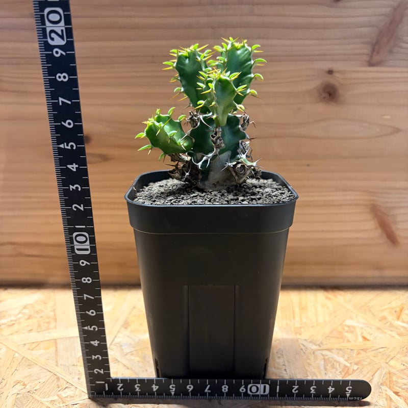 ユーフォルビア ムランジーナ | GREEN LUCK