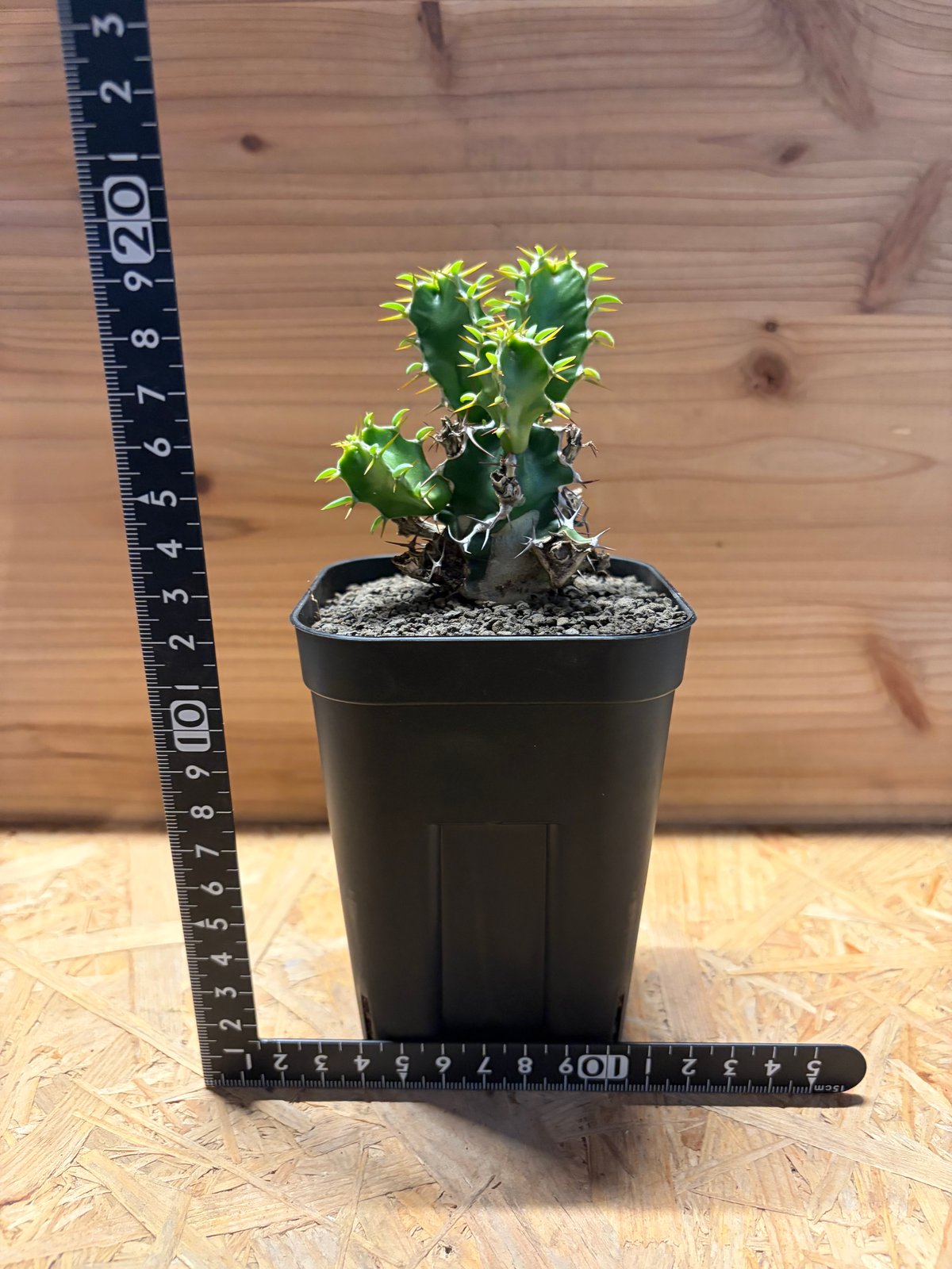 ユーフォルビア ムランジーナ | GREEN LUCK