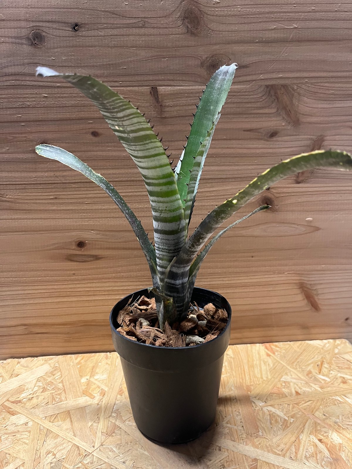 ビルベルギア カルサイト | GREEN LUCK