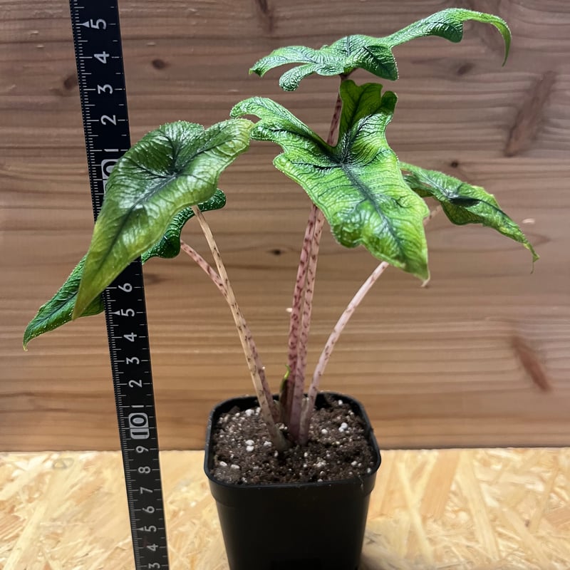 アロカシア ジャクリン | GREEN LUCK