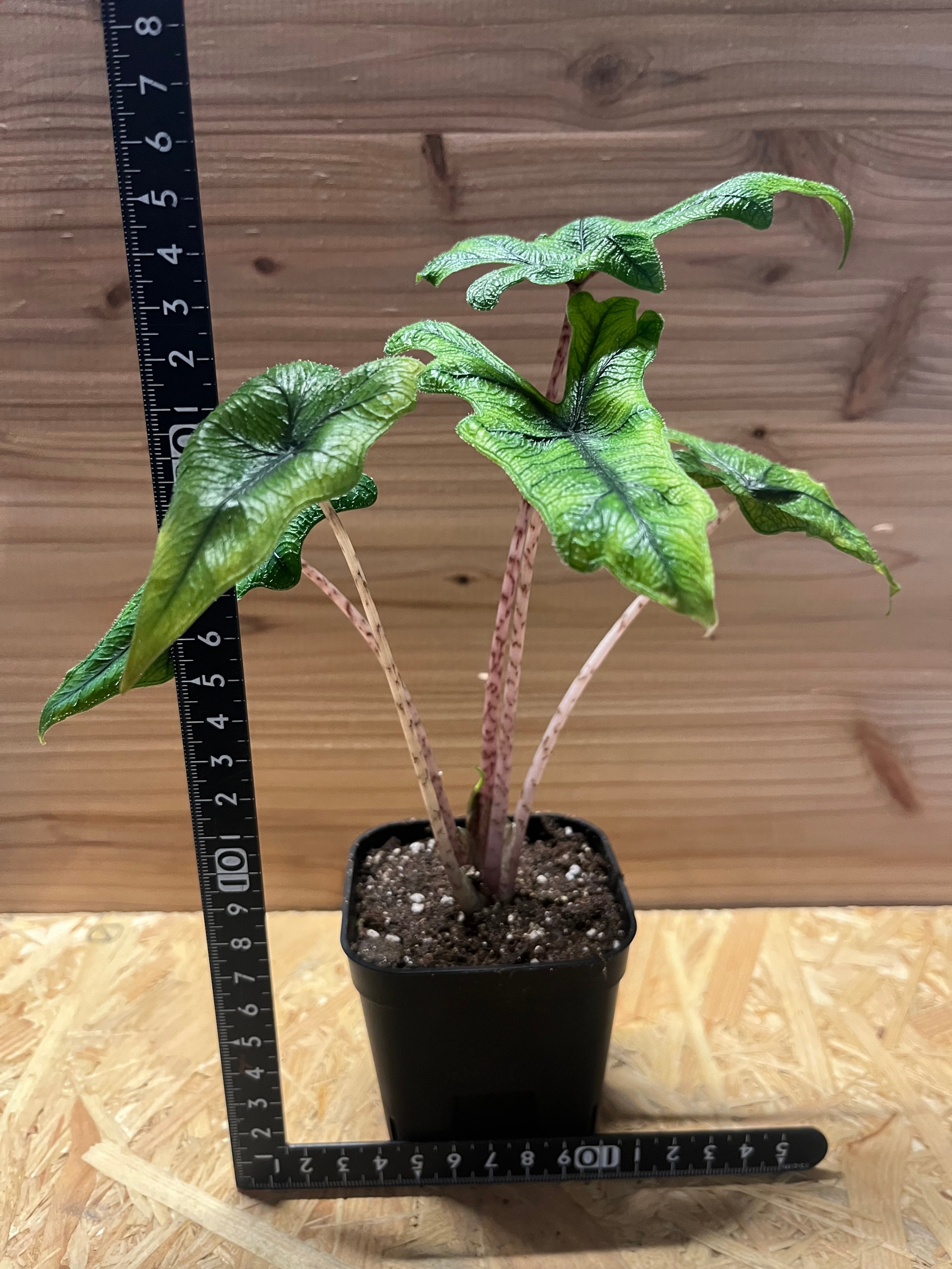 アロカシア・ジャクリン斑入り Alocasia Jacklyn var original
