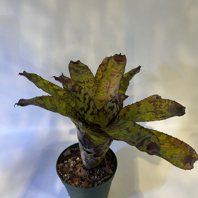 エクメア コレイア アラウジョイ | GREEN LUCK