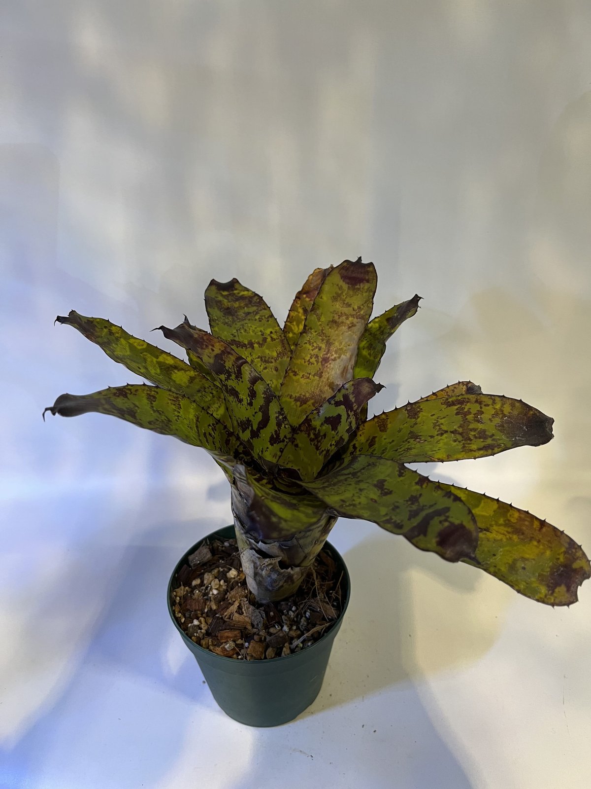 エクメア　コレイア・アラウジョ エクメア コレイア アラウジョイ | GREEN LUCK