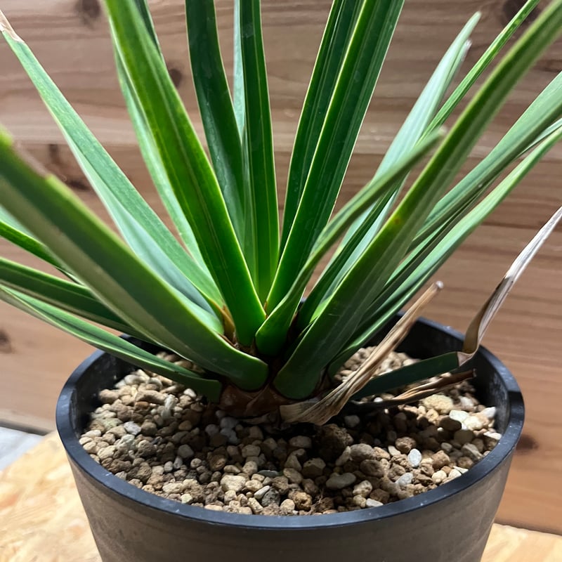 ドラセナシナバリ ドラセナ シナバリ | GREEN LUCK