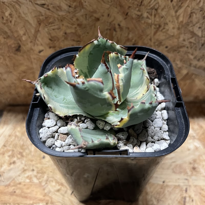 アガベ カブトガニ錦 連棘タイプ | GREEN LUCK