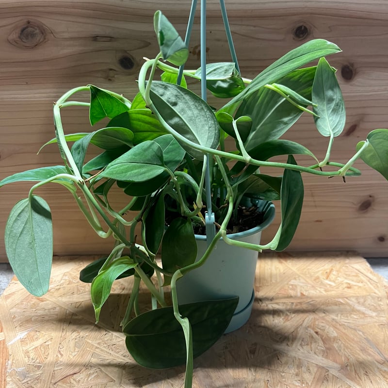 モンステラ 2224 | GREEN LUCK