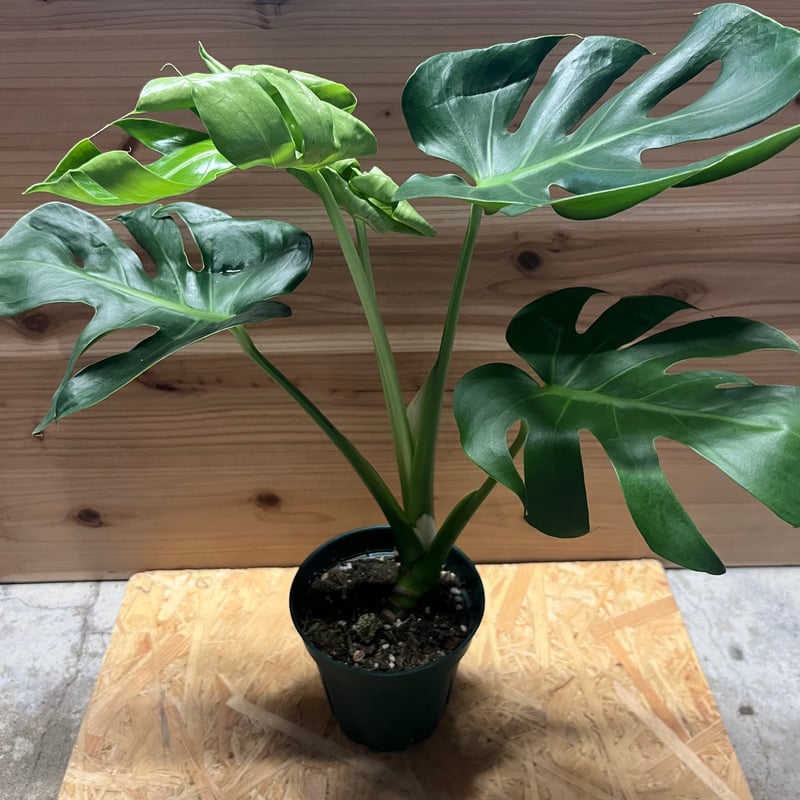 モンステラ デリシオーサ 実生 癖あり | GREEN LUCK