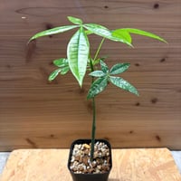 パキラ　グラブラ　斑入り