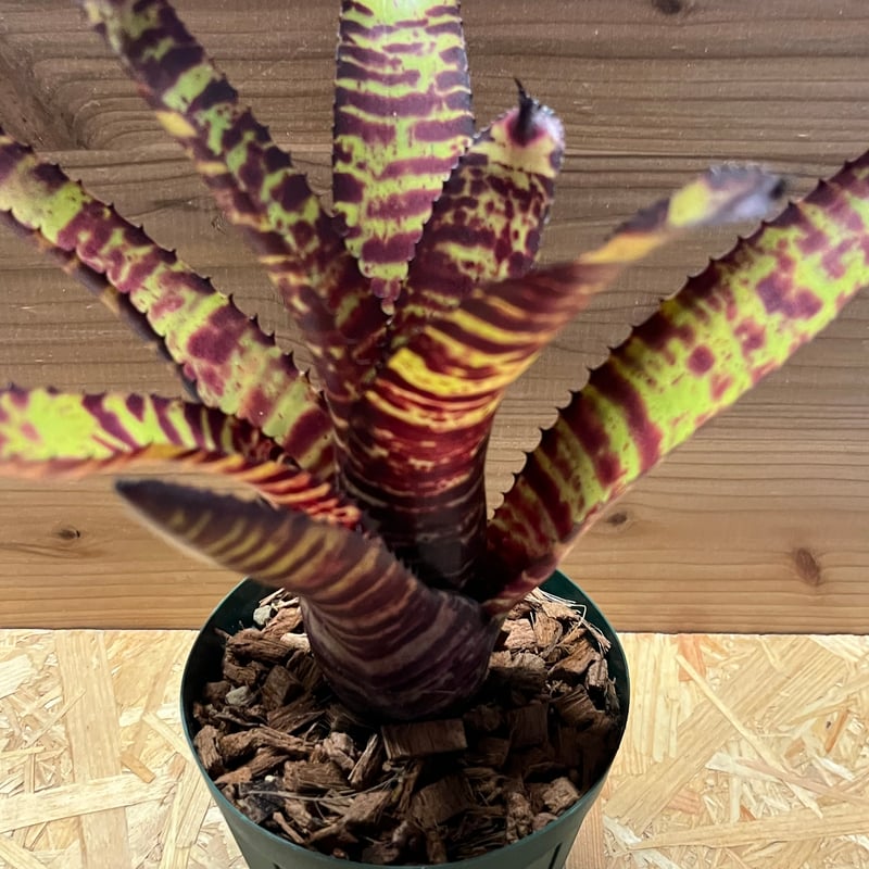 ネオレゲリア ロレナレクター ネオレゲリア ハンニバルレクター | GREEN LUCK