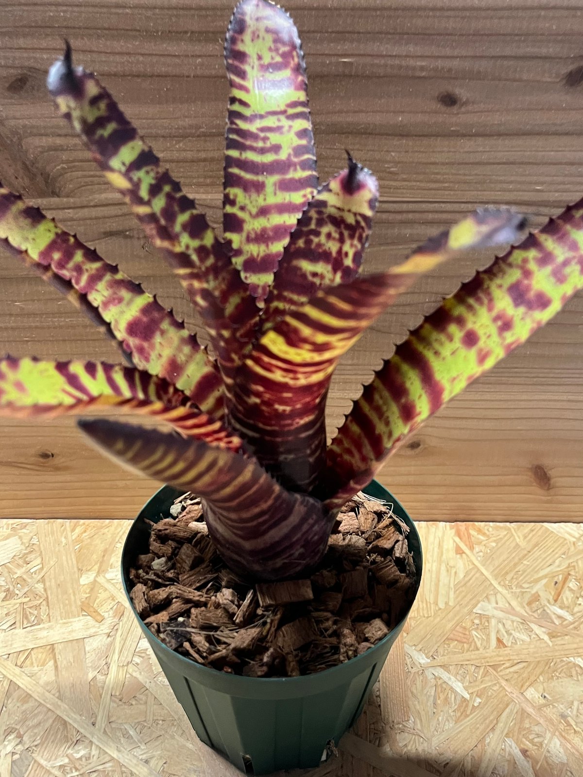 ネオレゲリア ロレナレクター ネオレゲリア ハンニバルレクター | GREEN LUCK