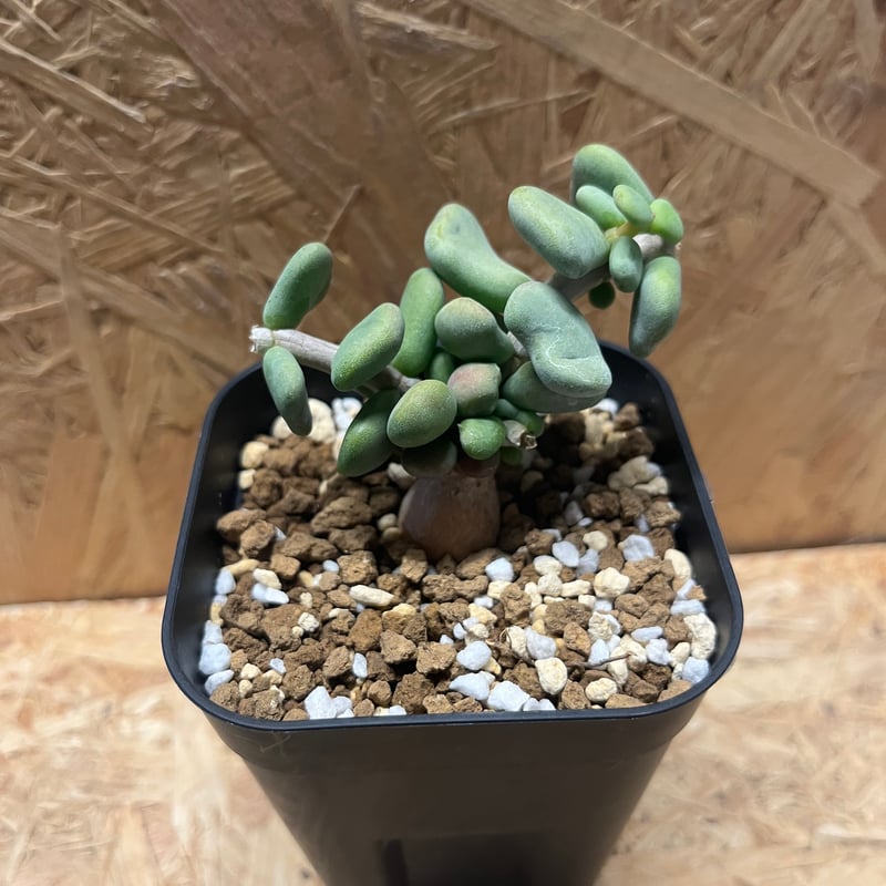 ケラリア ピグマエア | GREEN LUCK