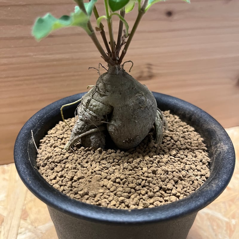 【美株】ラフィオナクメプロクンベンス 国内実生 塊根植物 多肉 良型 サボテン ラフィオナクメ・プロクンベンス/盆栽、多肉植物、塊根植物