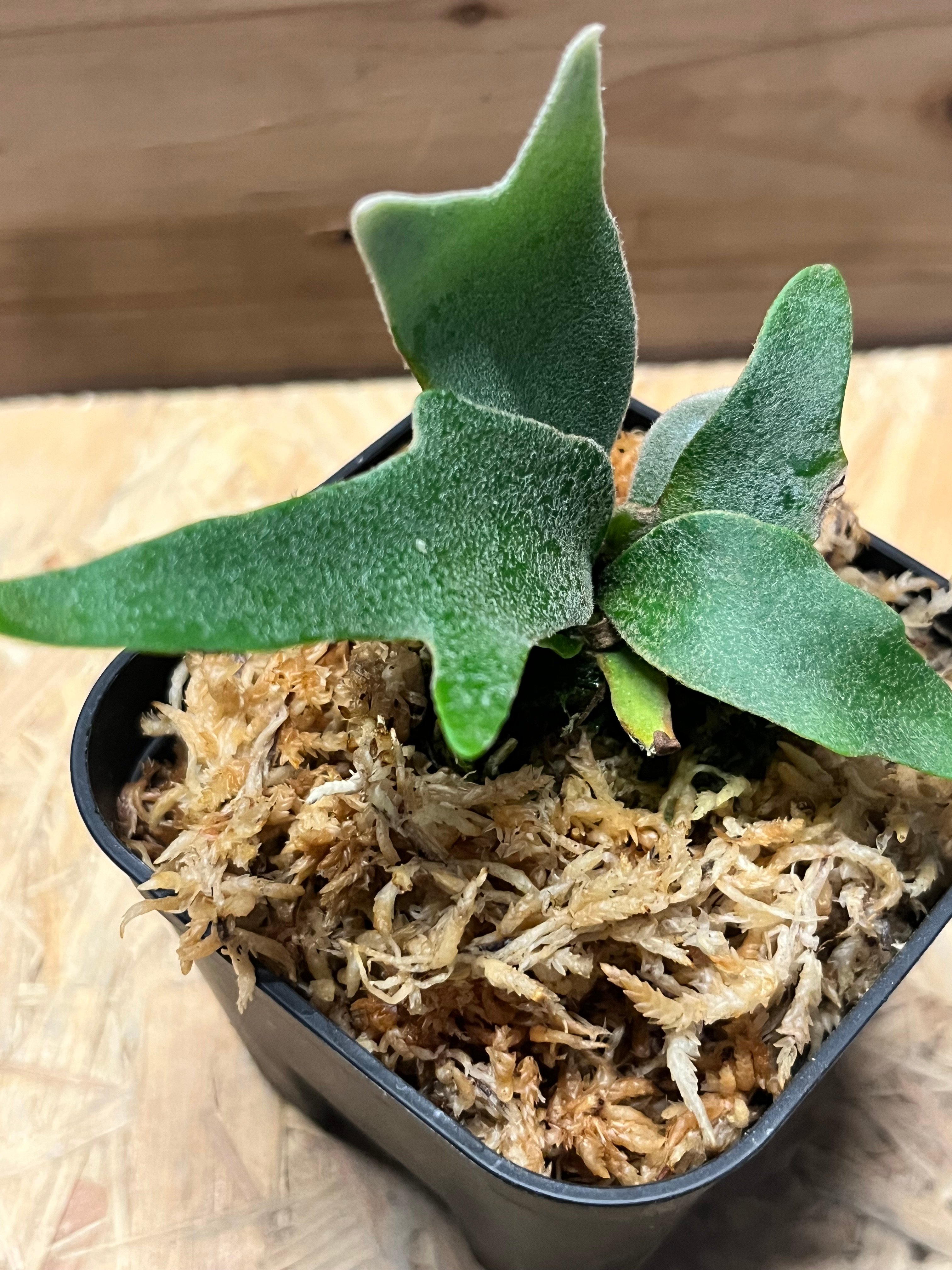 original