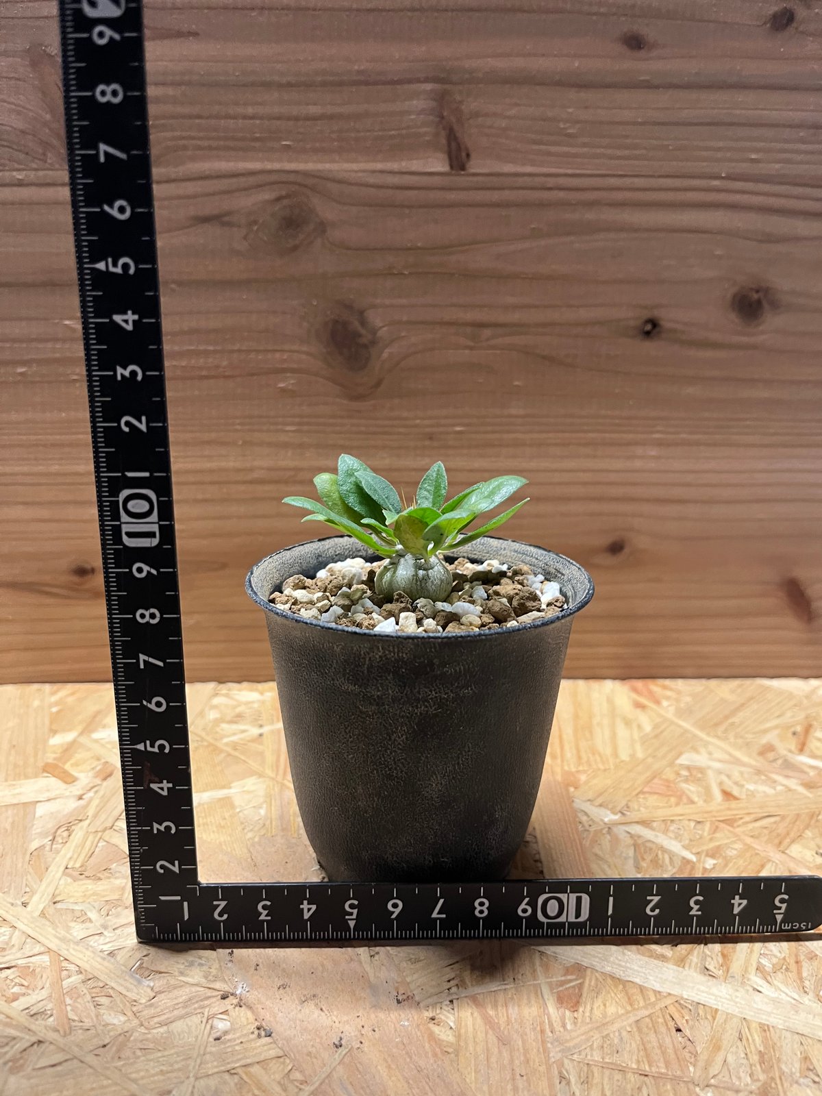 【希少】パキポディウムナマクアナム 光堂 塊根植物 多肉 コーデックス パキポディウム ナマクアナム 光堂 | GREEN LUCK