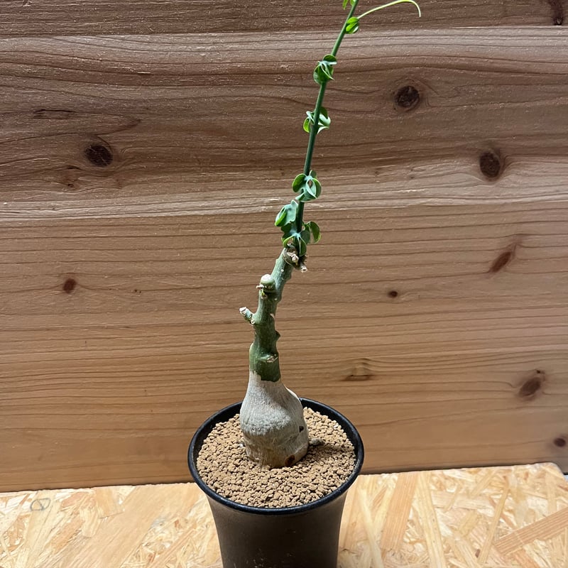 アデニア フルチコーサ | GREEN LUCK