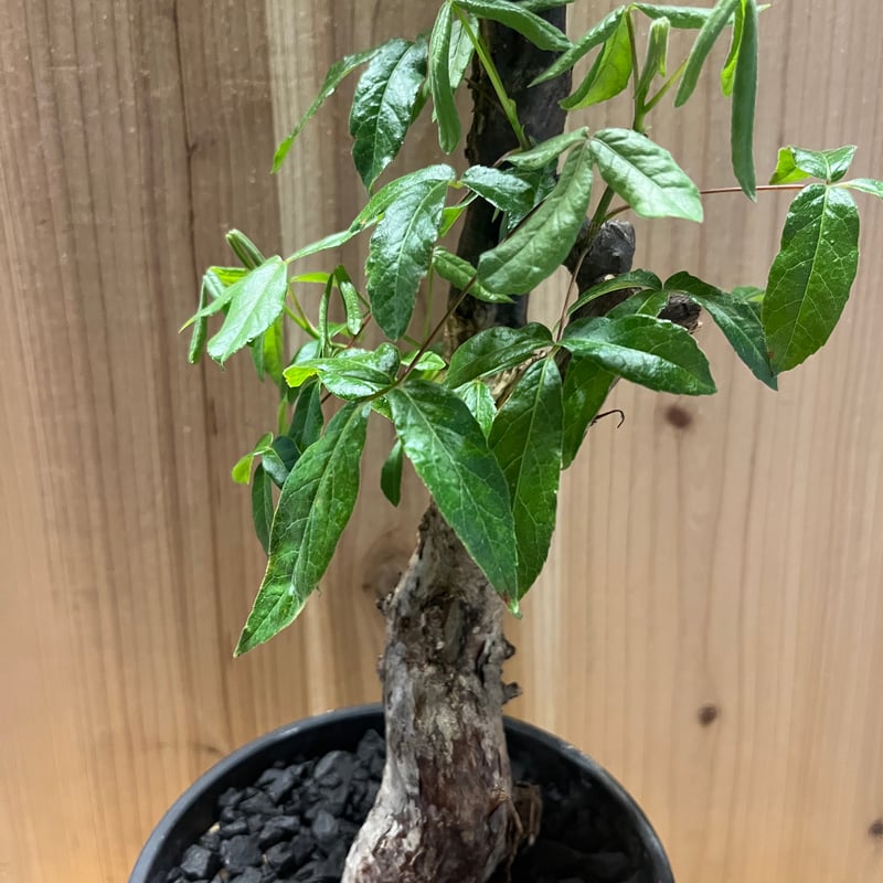 コミフォラ ミルドブラエディ コミフォラ ミルドブラエディ② | X−PLANTS