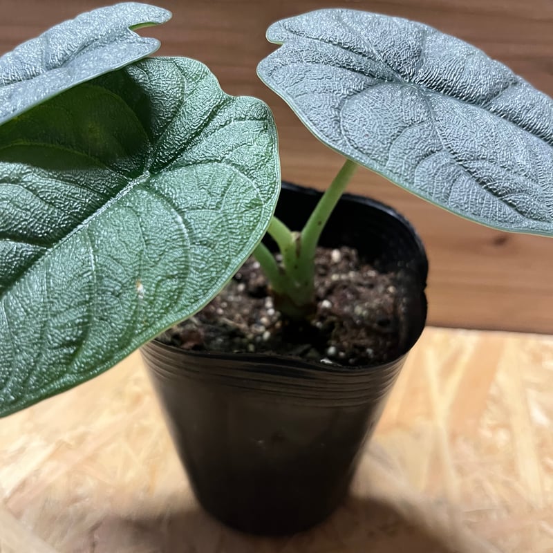 アロカシア メロ | GREEN LUCK