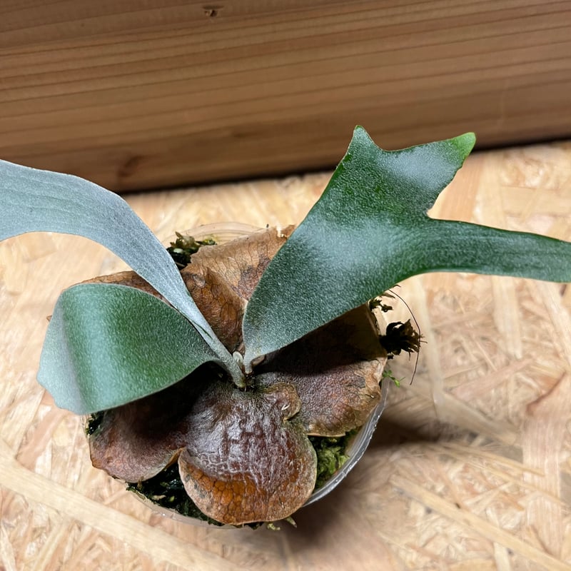 ビカクシダ　E1 ビフルカツムsp White ビカクシダ E-1 白ビフ sp.White | GREEN LUCK