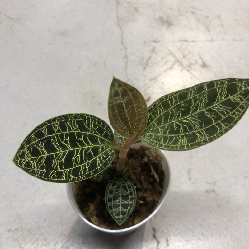 ジュエルオーキッド　マコデス　ペトラ ジュエルオーキッド『マコデス・ペトラ』 | Planet Plants