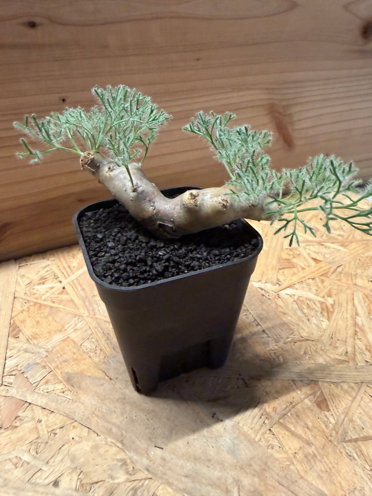 モンソニア ムルチフィダ | GREEN LUCK