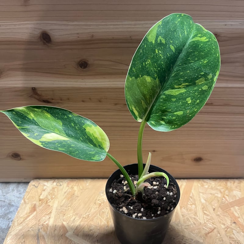 フィロデンドロン エメラルドクイーン バリエゲイテッド