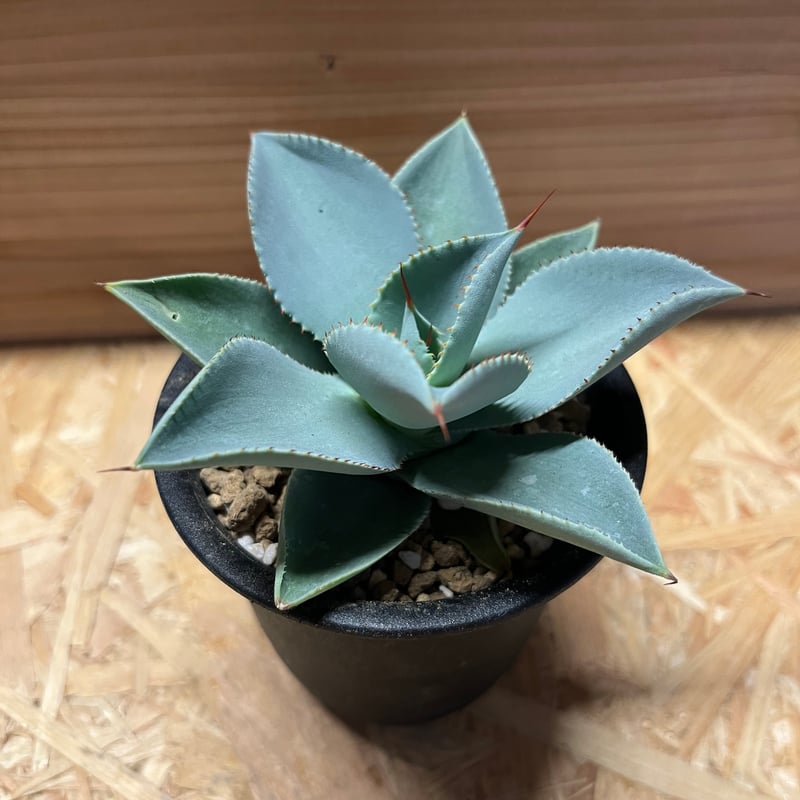 アガベ ピグマエア ドラゴントゥース | GREEN LUCK