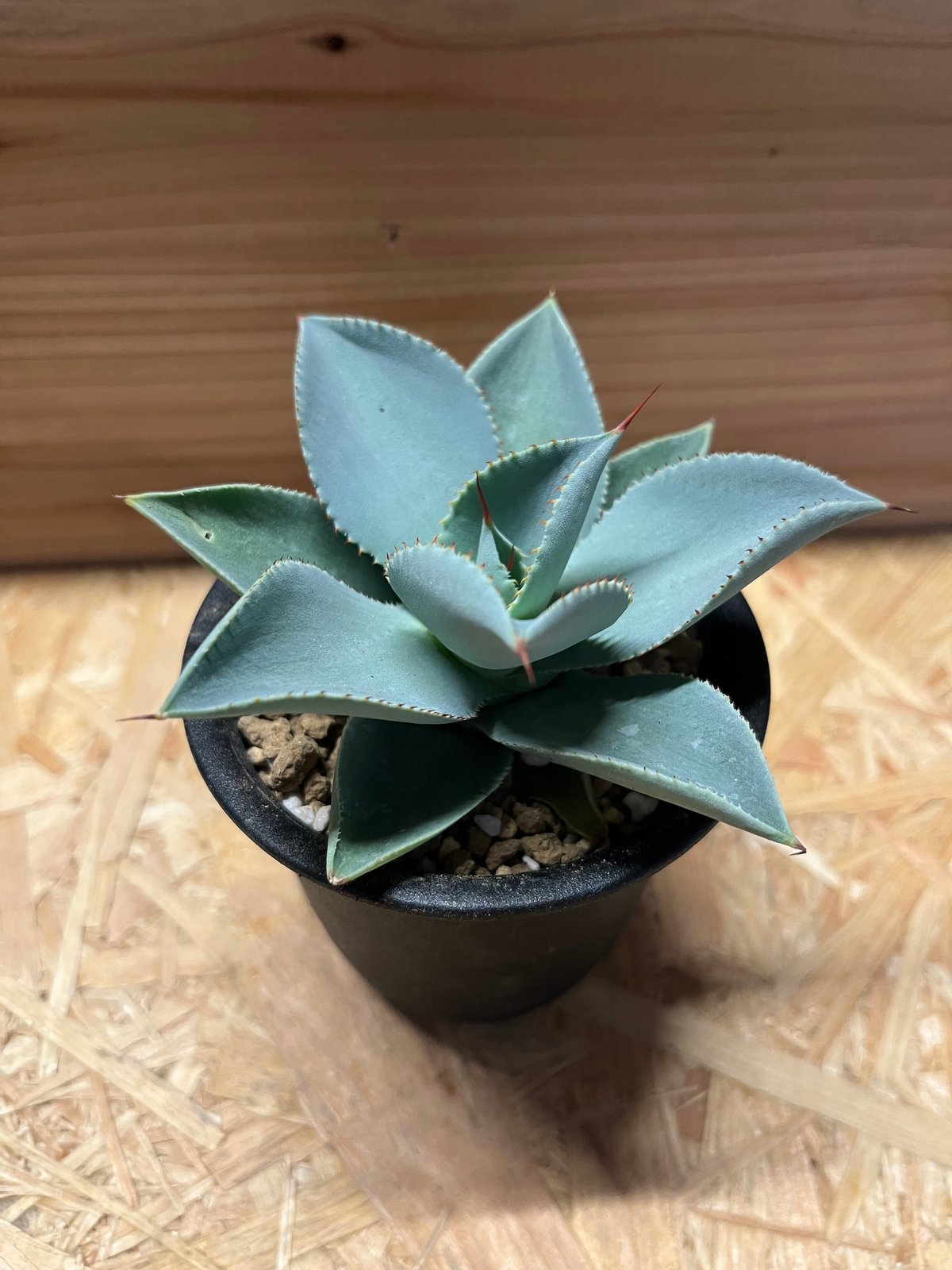 fit=scale-down,w=1200