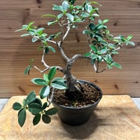 サイカス デバオエンシス | GREEN LUCK