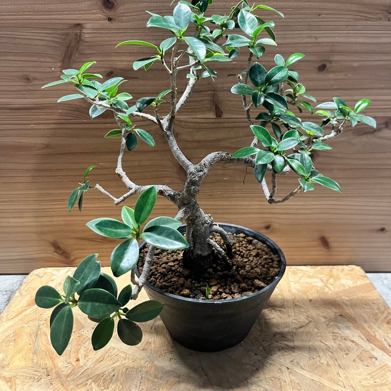 フィカス ミクロカルパ ガジュマル盆栽 | GREEN LUCK