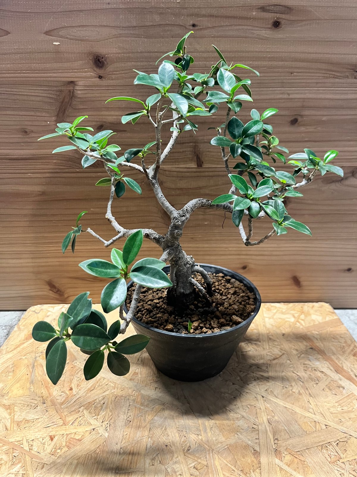 フィカス ミクロカルパ ガジュマル盆栽 | GREEN LUCK