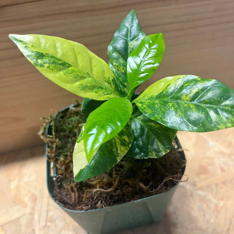 コーヒーの木 斑入り | GREEN LUCK