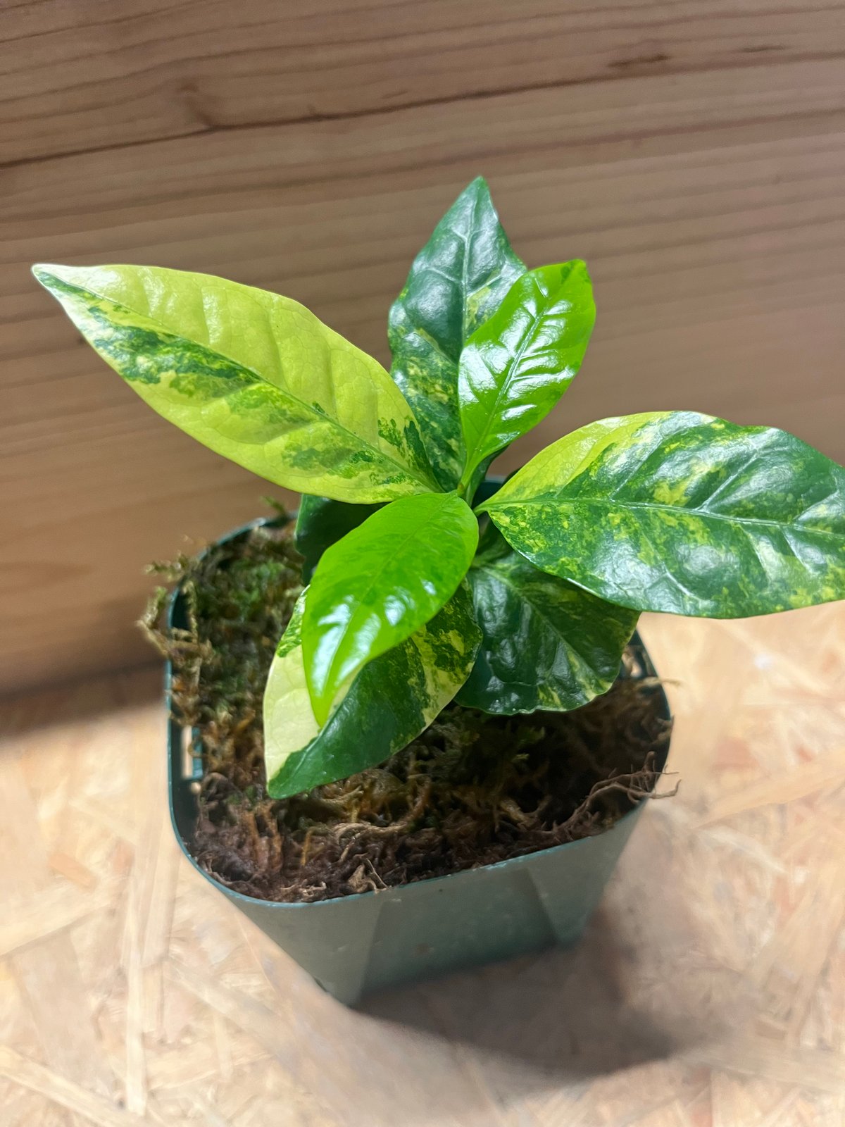 コーヒーの木 斑入り | GREEN LUCK