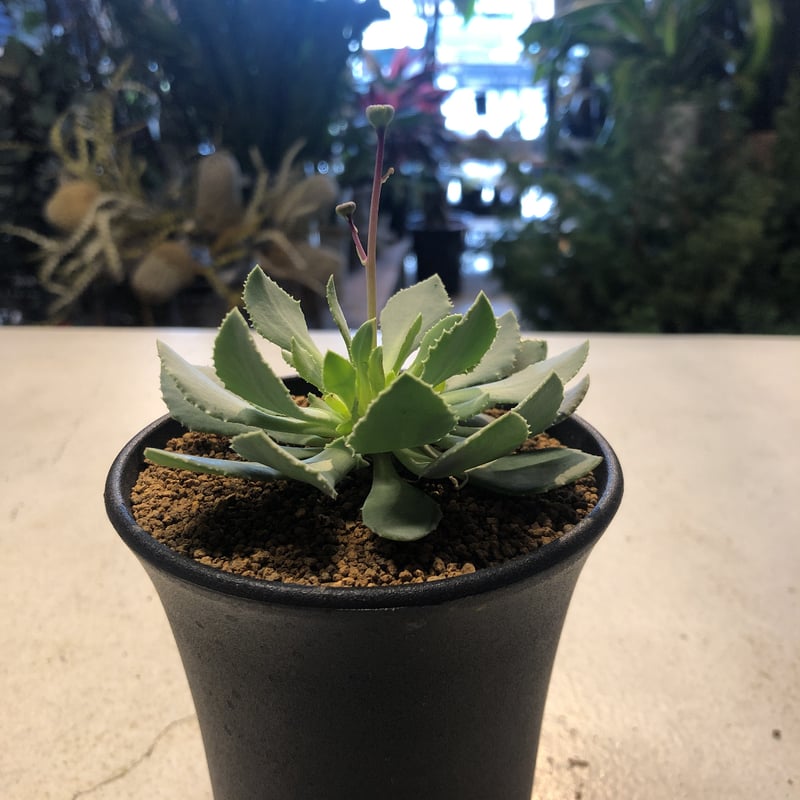 オトンナ　レトロルサ オトンナ レトロルサ / Othonna retrorsa #2 | Ducks ( plan
