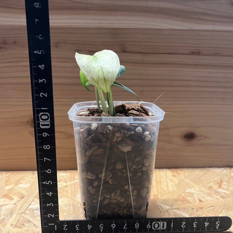 モンステラ デリシオーサ ホワイトモンスター | GREEN LUCK