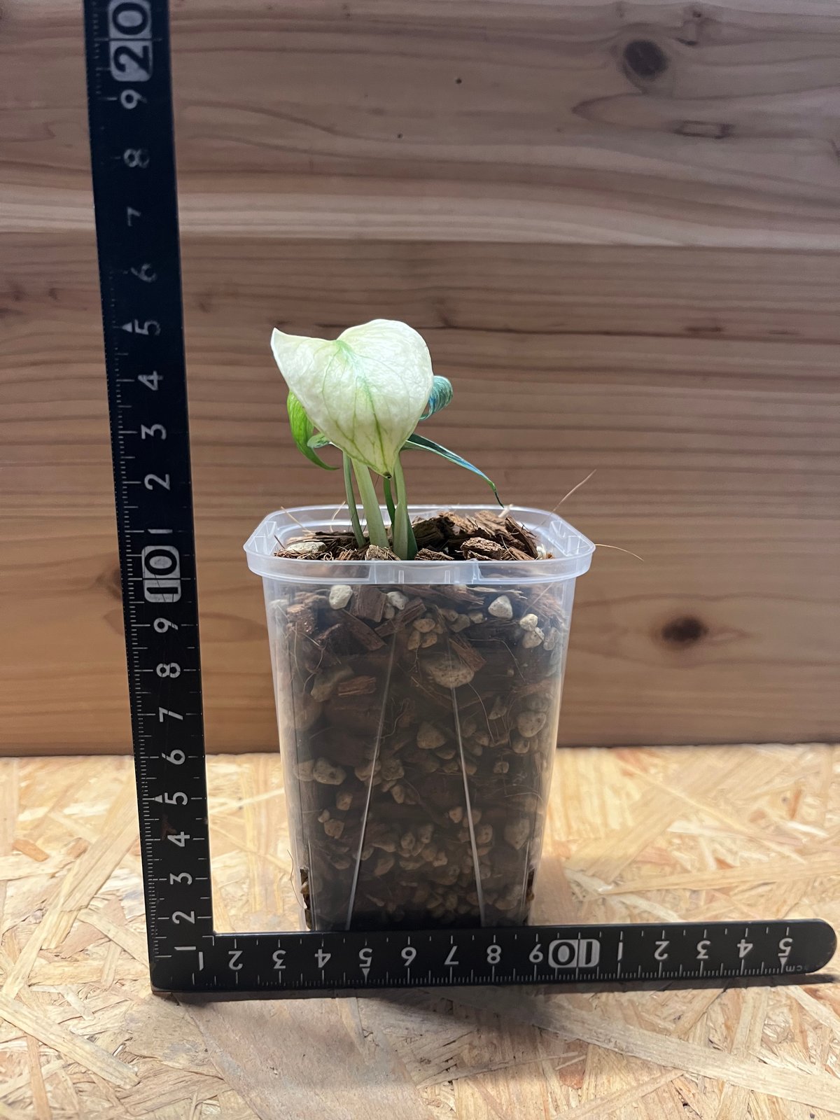 モンステラ デリシオーサ ホワイトモンスター | GREEN LUCK