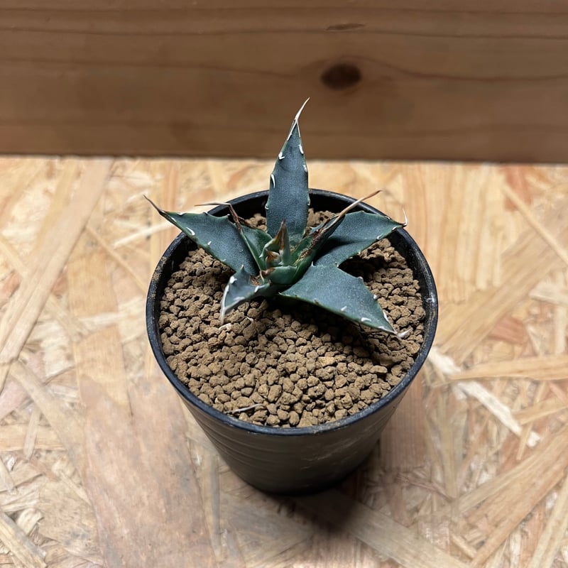 s*u様 アカベ　ユタエンシスエボリスピナ　実生 1株選んで下さい。 アガベ ユタエンシス エボリスピナ 実生 | hanayoshi-botanical