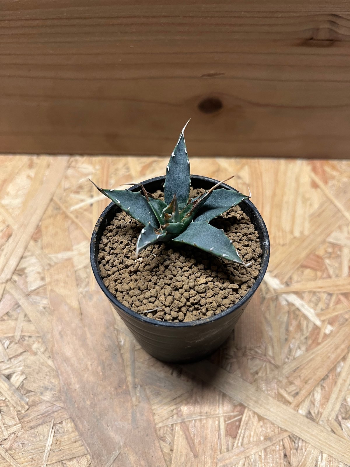 アガベ ユタエンシス エボリスピナ | GREEN LUCK