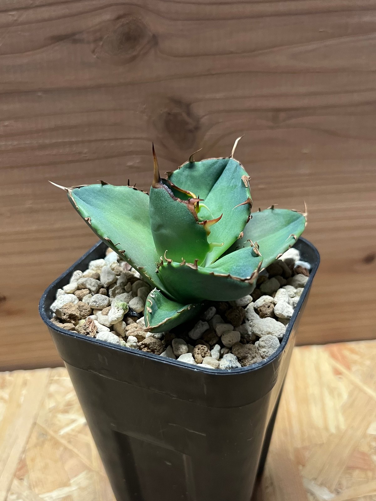 アガベ　チタノタ　ドラゴンスパイン　大株　お盆セール アガベ チタノタ ドラゴンスパイン 大株 お盆セール - メルカリ