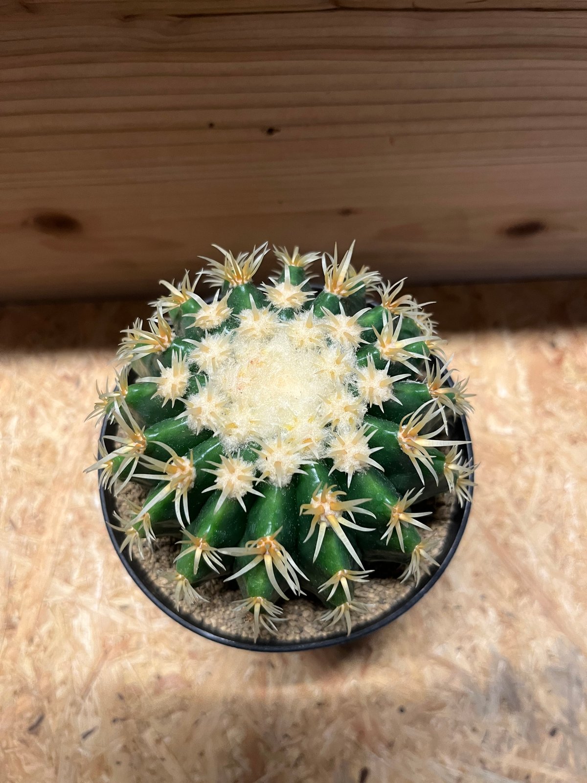 金鯱　エキノカクタス　群生　多頭　強刺し　鉢込み 金鯱 エキノカクタス 群生 多頭 強刺し 鉢込み - メルカリ