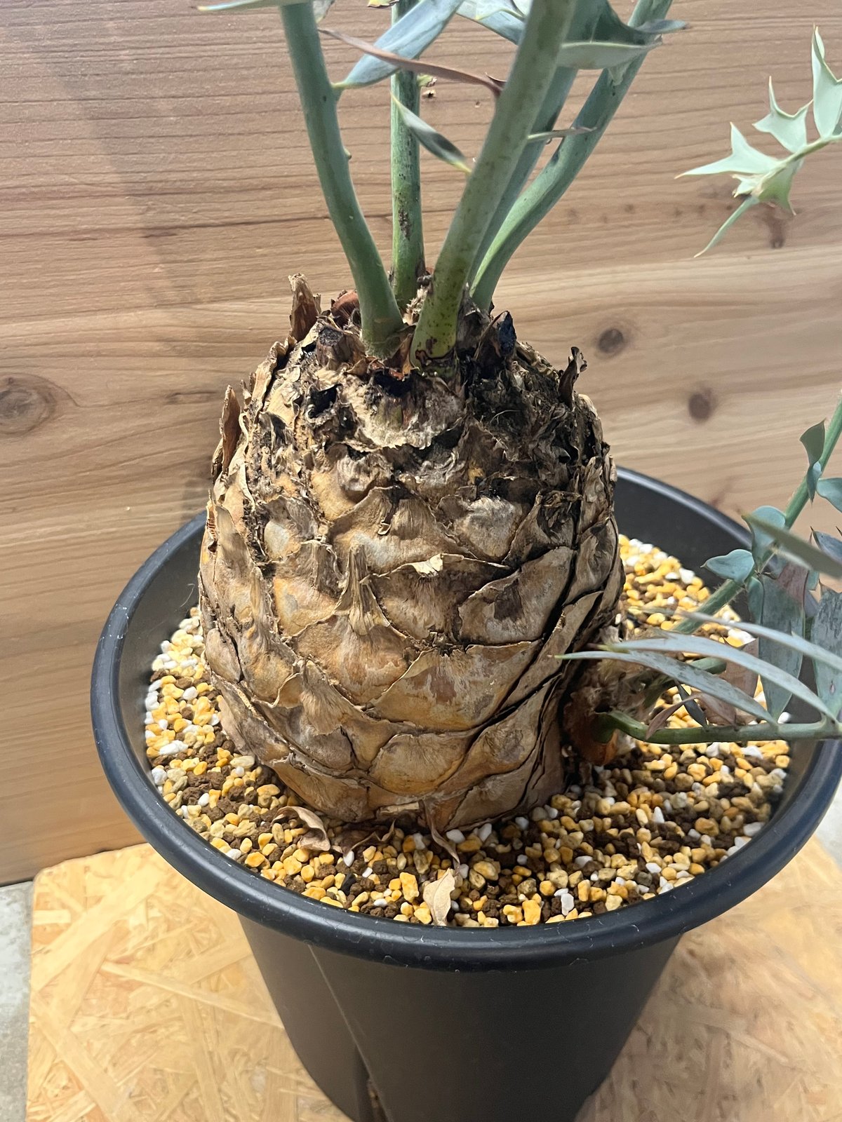 エンセファラルトス ホリダス | GREEN LUCK