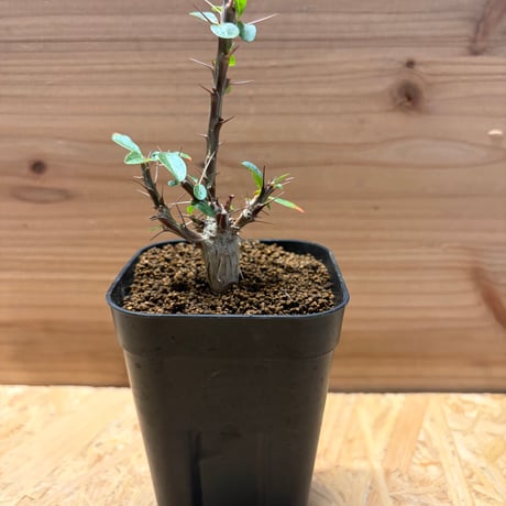 フォークイエリアファシクラータ | STORES